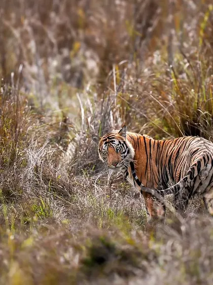 A tiger looks back while moving through the tall grasses of Bandhavgarh, a classic shot showing its awareness.