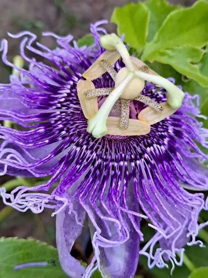 This stunning purple flower is a Passion Flower, or Rakhi Bel. It's an exotic-looking vine that grows surprisingly well in our climate.