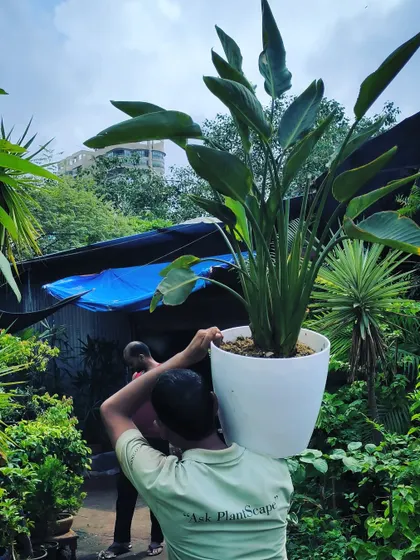 Plant chores at the nursery. Here we are repotting a large Bird of Paradise into a new, clean white pot before it goes to a client.