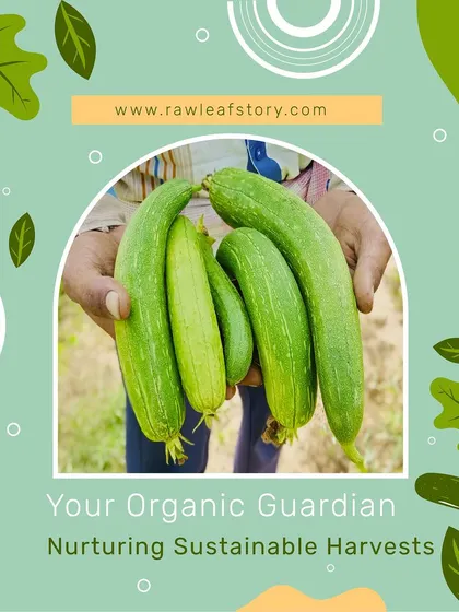 We act as your organic guardian, nurturing sustainable harvests like these fresh zucchini. Our farm-to-doorstep model ensures you receive produce that is packed with flavor and nutrients.