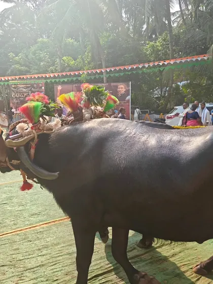 A champion buffalo adorned for the Gurupura Kambala. These animals are revered and can cost up to 30 lakhs.