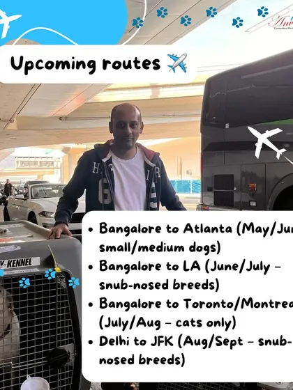 We have several upcoming shared flight routes to the USA and Canada. These trips are perfect for small to medium dogs, snub-nosed breeds, and cats, offering our premium, accompanied service at a lower cost.