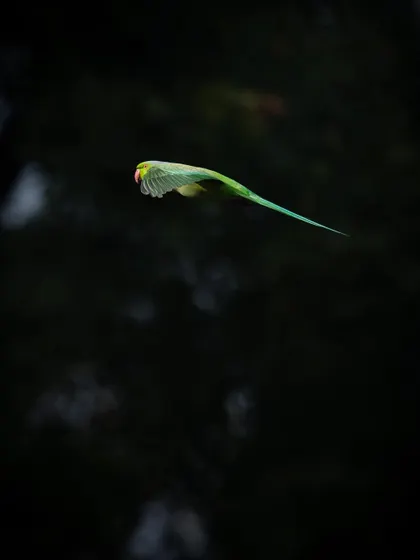 A parakeet flying against a dark background. This contrast makes its bright green feathers seem to glow.