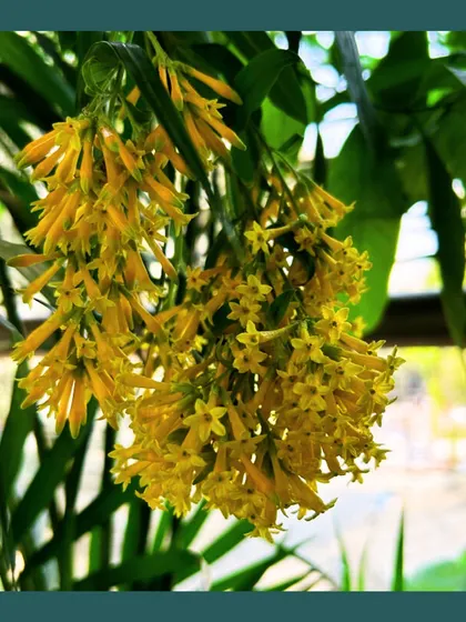 A hanging cluster of yellow Day Jasmine (Cestrum diurnum) flowers. Their sweet fragrance makes them a wonderful addition to any garden, especially near windows or seating areas.