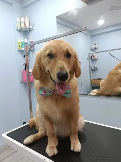 Rio the handsome Golden Retriever, looking sharp with his new bow tie.