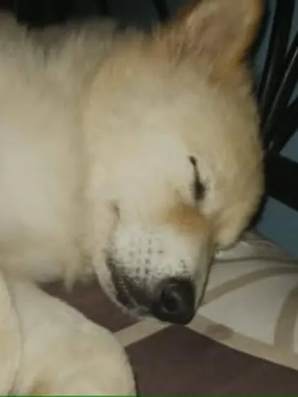Angel sleeping peacefully, a picture of pure innocence. She is looking for a better home.