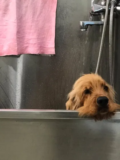 Theo the Cocker Spaniel is looking a bit sleepy after his bath. It's hard work being this handsome!
