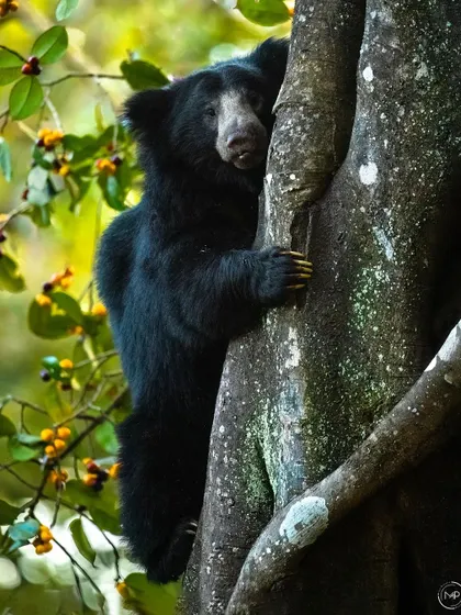 A duplicate of image 97 from the featured gallery, showing the sloth bear clinging to the tree trunk, a rare and special sighting.