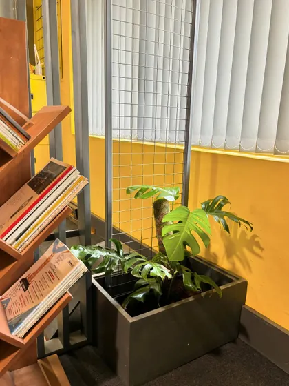 Adding a Monstera Deliciosa to this architecture office brought a touch of the wild indoors. It softens the industrial elements and adds a fresh, positive energy to the creative workspace.