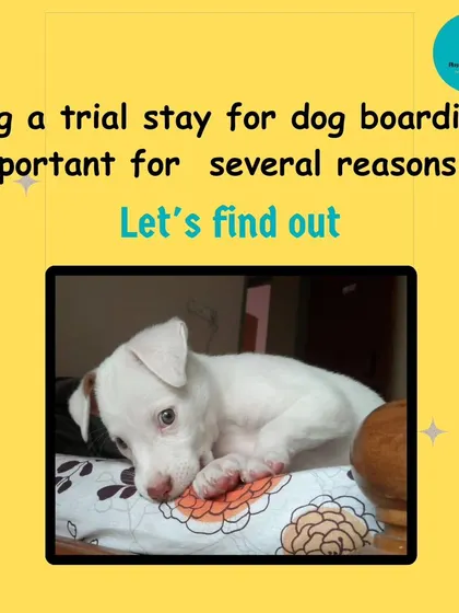 This graphic kicks off a series explaining why a trial stay is so important. It's about familiarization, safety, and building trust for a stress-free boarding experience.