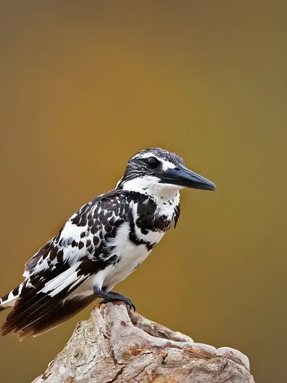 A portrait of a Pied Kingfisher against a soft, out-of-focus background. This classic portrait style emphasizes the bird's sharp features.