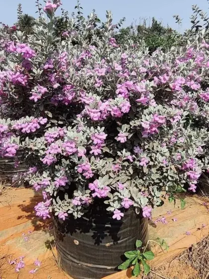 A large Texas Sage (Leucophyllum frutescens) bush in full bloom. This drought-tolerant shrub is covered in beautiful purple flowers and silvery foliage.