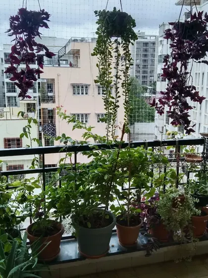 This is a balcony garden we set up for a client in BTM Layout, Bangalore. We used a mix of hanging plants with purple leaves and potted green plants to bring nature into their apartment.