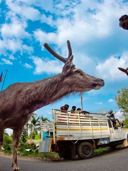 A Sambar deer navigates a busy road, with tourists offering it food. While it may seem harmless, feeding wildlife is dangerous for both the animals and people, leading to habituation and conflict.