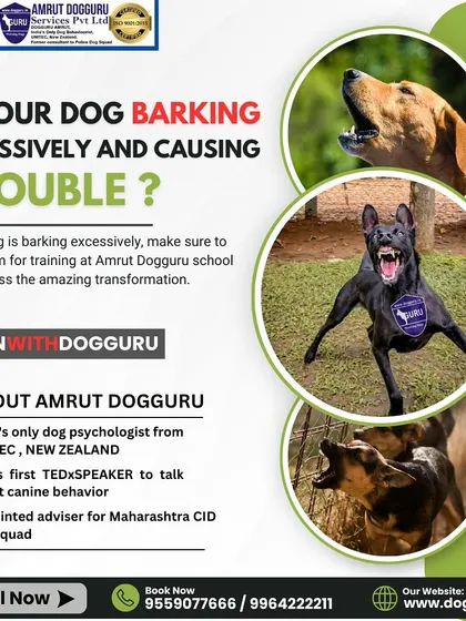 Excessive barking can be a major issue for many dog owners. My training programs help identify the triggers for barking, whether it's boredom, anxiety, or territorial instincts, and provide solutions to manage it.