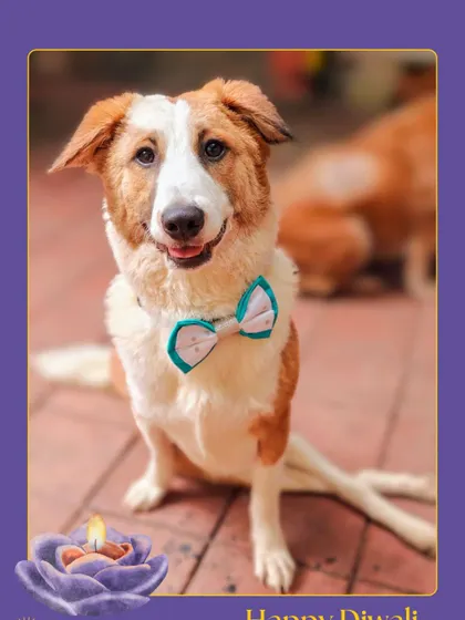 This handsome boy is all smiles for the festival of lights. He is one of our permanent residents, enjoying the festive cheer at the shelter.