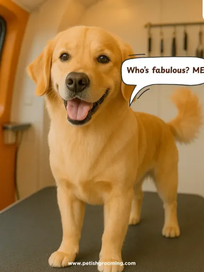 Who's fabulous? This freshly groomed golden retriever knows the answer! A good grooming session brings out confidence and joy in every pet.