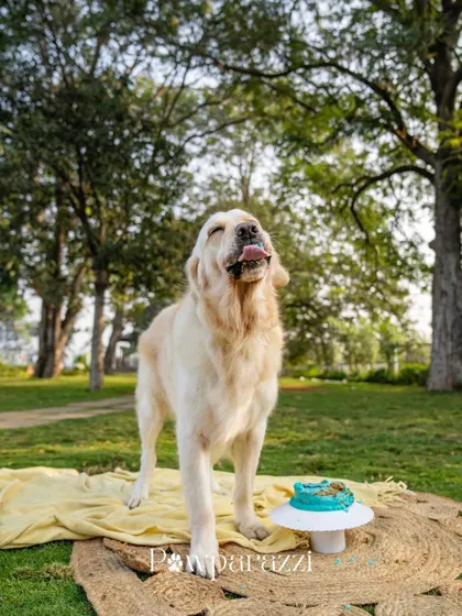 The pure bliss of a birthday treat. Muffin the Golden Retriever is in his happy place after enjoying his cake. I always make sure to capture these moments of pure satisfaction.