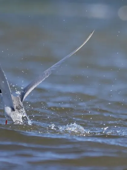 A River Tern gracefully dives to catch a fish. The river ecosystems around our resorts are teeming with life and activity.