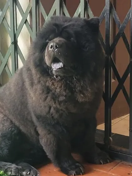 A magnificent Chow Chow. We have the expertise to care for double-coated breeds like this.