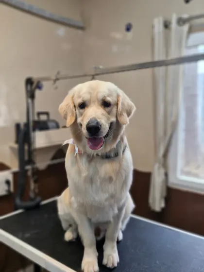 A happy Golden Retriever client, looking fresh and clean after his grooming session. Their smiles are the best reward.