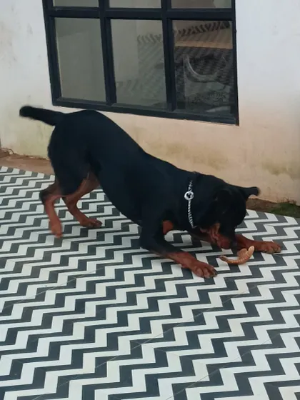 A Rottweiler enjoying a chew toy. We provide safe and durable toys for mental stimulation.