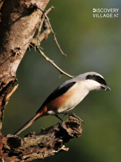 A beautiful Long-Tailed Shrike perched on a branch. Our properties are a haven for birdwatchers, offering chances to spot a wide variety of native bird species.