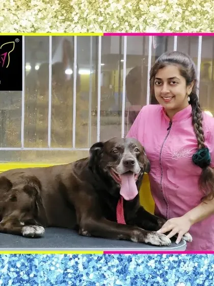 Rocky the chocolate Labrador is looking good. Senior dogs like him get extra care and attention to ensure they are comfortable throughout the grooming process.