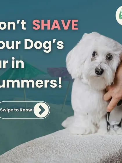 Thinking of shaving your double-coated dog for the summer? We advise against it. Swipe through to learn why their fur is a natural insulator.