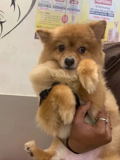 A cute Pomeranian being held by one of our team members. We make sure every pet feels safe and cared for during their visit.
