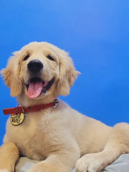 Waffle, the Golden Retriever puppy, is a new addition to our family.