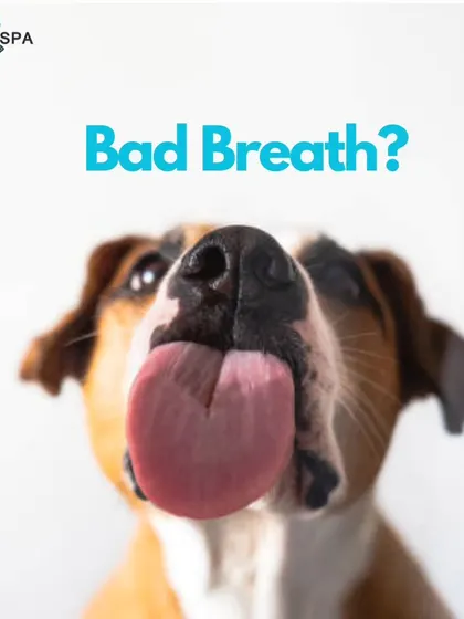 Does your pet have bad breath? This post explains the common causes and offers effective solutions, from regular brushing with canine toothpaste to using dental treats and water additives.