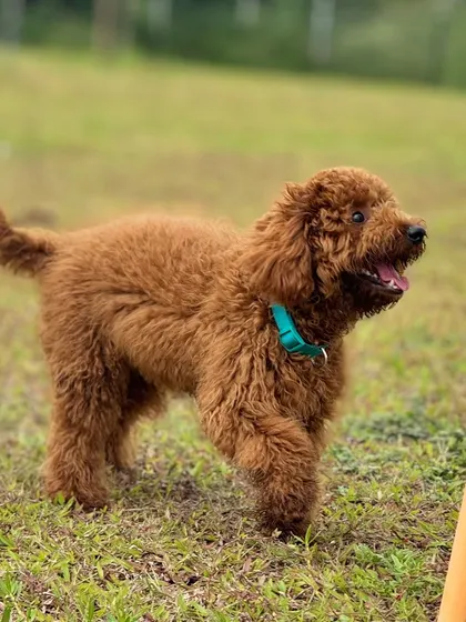 A cute brown poodle puppy, full of energy and ready to play with our agility equipment.