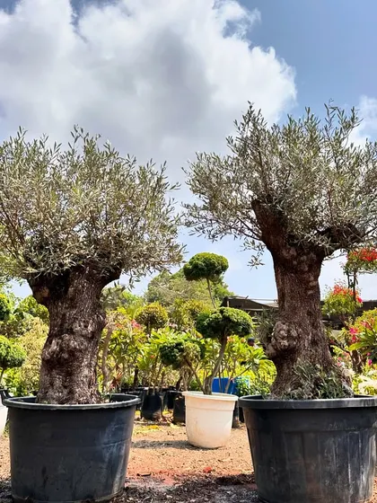 Sourced directly from Europe, these ancient Olive Tree bonsai are true living sculptures. Their gnarled trunks and silvery leaves bring a timeless, Mediterranean elegance to any garden, patio, or luxury space.