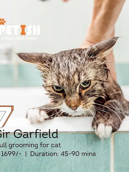 My "Sir Garfield" service is the complete grooming solution for cats. I handle everything from bathing to brushing with patience and care.