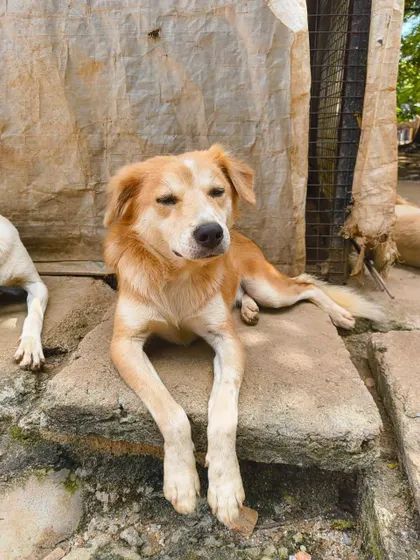 Just chilling. This is the peaceful retirement that every senior or special needs dog deserves, far from the dangers of the street.