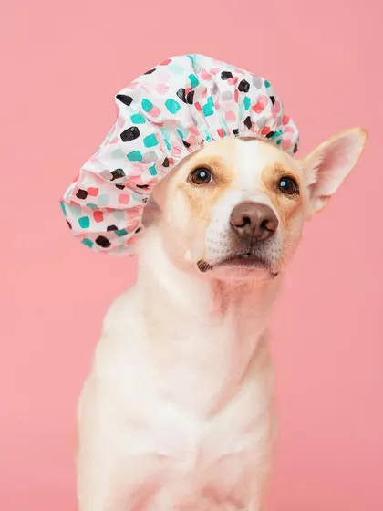 Water baby or water hater? This cute dog is ready for a bath, complete with a shower cap. This was part of a fun, summer-themed series.
