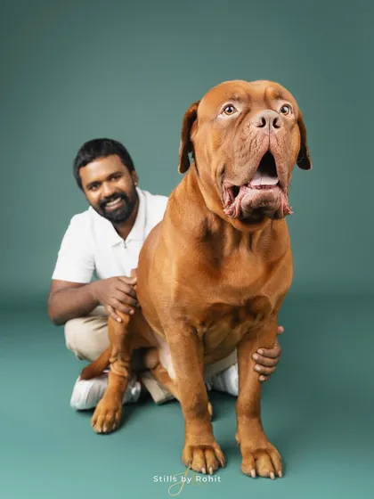 This gentle giant doesn't realize he's not a lap dog anymore! A funny and heartwarming moment captured in the studio during my first-ever shoot with a French Mastiff.
