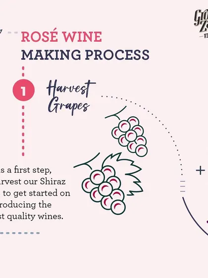 The Rosé winemaking process begins with harvesting our finest Shiraz grapes. This is the foundational step for producing a wine with the delicate salmon color and fruity flavors our Rosé is known for.