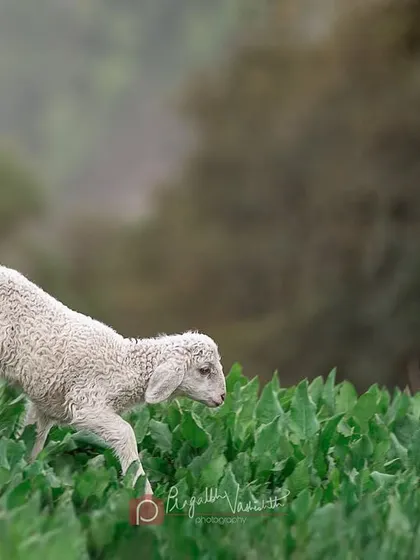 A young lamb frolicking in a field of green. Capturing the joyful, boundless energy of young animals is always a delight.
