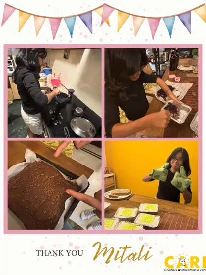 Mitali in her element, baking up a storm for her 15th birthday fundraiser. She baked 50 cakes all on her own to support the animals of CARE.