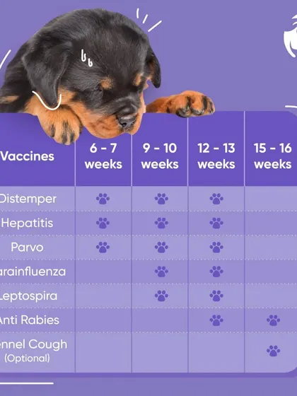 For new puppy parents, this vaccination schedule is an essential guide. It clearly lays out which vaccines like Distemper, Parvo, and Anti Rabies are needed and at what age, from 6 weeks to 16 weeks. Following this schedule is the first step in ensuring a long, healthy life for your new family member.