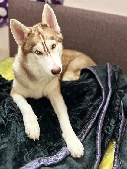 Luna, the adopted Husky, looking regal on her blanket. She is a testament to the fact that special needs dogs are just as deserving of love.
