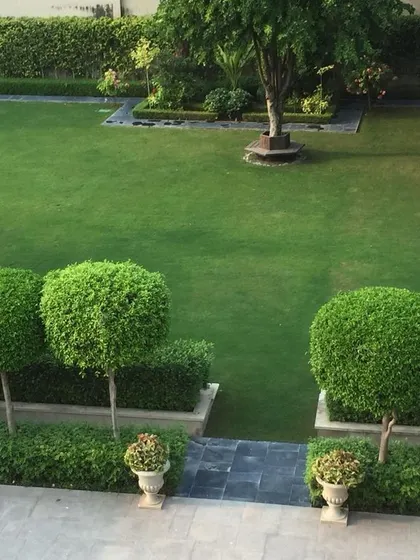 A formal garden in the front area of a farmhouse. The design uses clipped hedges and perfectly round topiaries to create a structured, elegant look that remains consistent year round.