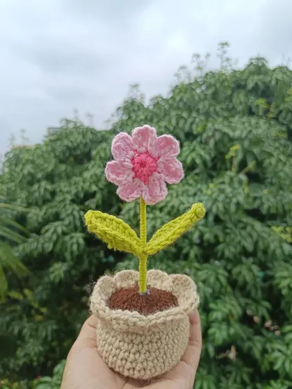 A single potted pink daisy, held in my hand to show its size and detail.