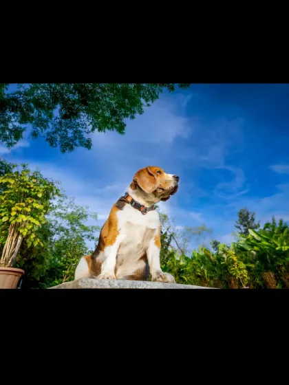 The full view of Scamp's majestic pose against the sky, a perfect hero shot for any dog.