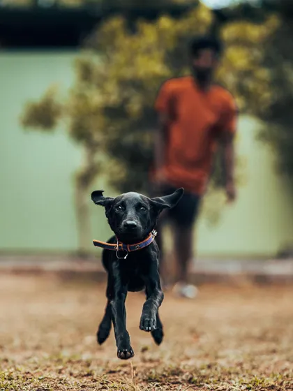 Bhairavi the Lab pup is pure energy. Play is a huge part of my training philosophy, helping puppies learn coordination and burn off that boundless energy in a positive way.