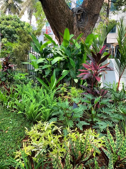 For this restaurant, we planted a tropical garden that wraps around the building. The dense foliage acts as a natural screen, reducing street noise and creating a calm, welcoming atmosphere for guests.