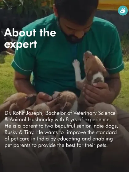 Meet Dr. Rohit Joseph, a veterinarian with 8 years of experience and a parent to two senior Indie dogs. He leads our health-focused workshops with a passion for educating pet parents and improving pet care standards in India.