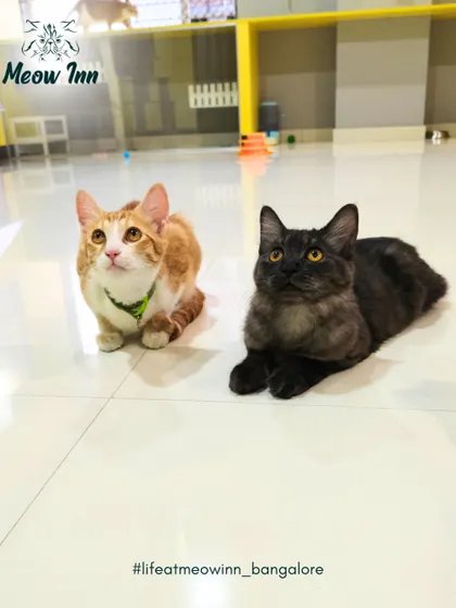 An unlikely pair, a ginger tabby and a black cat, sit peacefully together. It's wonderful to see cats from different homes learn to relax and coexist.
